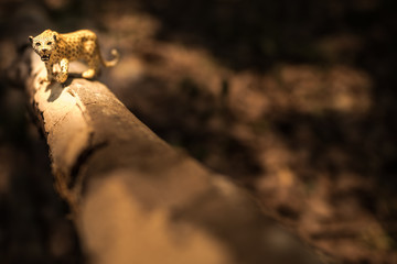 Leopard, miniature, figure, nature.