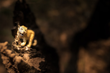 Leopard, miniature, figure, nature.