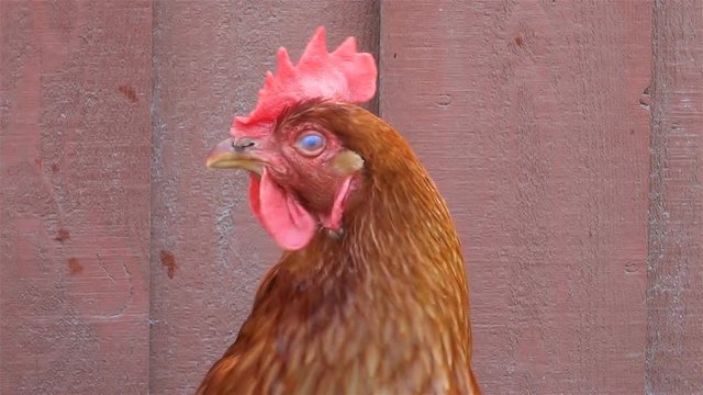 chicken head on a red barn background, chicken looking at camera
