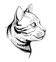 Cat sketch