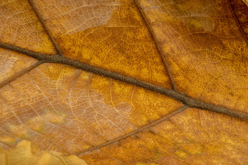 close up dry leaf.(Selective focus)