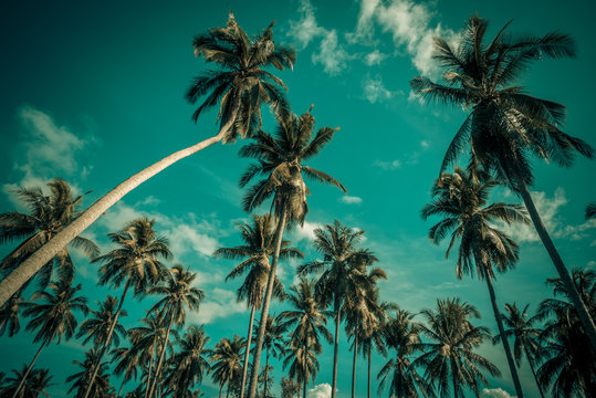Silhouette coconut palm trees on beach. Vintage tone.