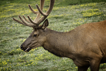 Naklejka na ściany i meble Elk, Rocky Mountain National Park, Colorado, USA