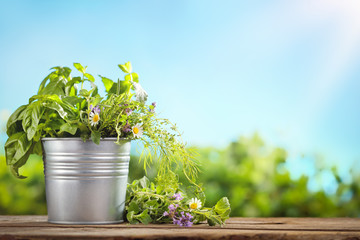 Fresh green basil in tin bucket