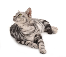 cat on white background.