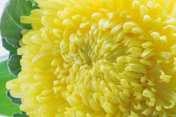 big yellow marigold flower on isolated white background beautiful and fresh flower close up