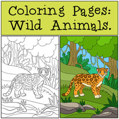 Naklejka premium Coloring Pages: Wild Animals. Little cute jaguar smiles.