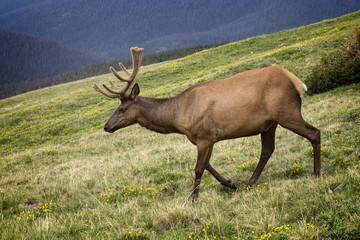 Elk, Rocky Mountain National Park, Colorado, USA