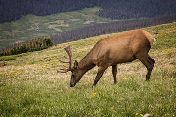 Bull Elk, Rocky Mountain National Park, Colorado, USA