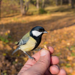 man feeding titmouse