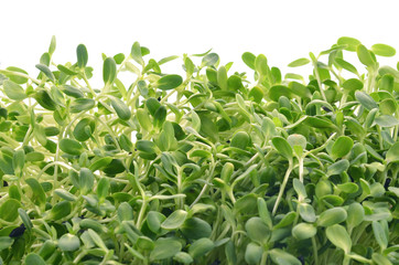 green young sunflower sprouts isolated on white background