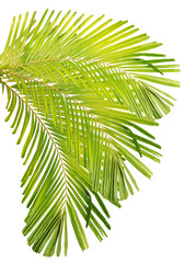 Palm leaf isolated on white background