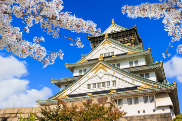 Fototapeta premium Zamek Osaka w Osace z kwiatem wiśni. Japonia.