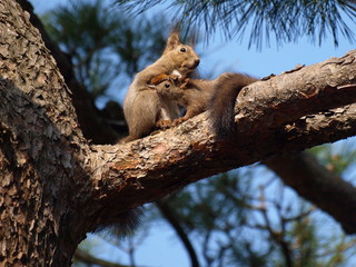 Fototapeta na wymiar 樹の上で授乳する親子リス