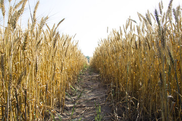 Fototapeta premium Panoramic view of golden wheat field by summertime.