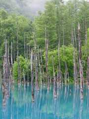 Obraz premium Blue Pond,Biei/Hokkaido,Japan