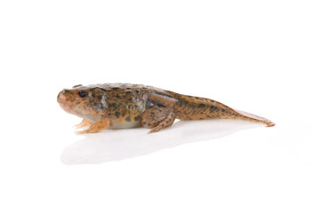 Tadpoles