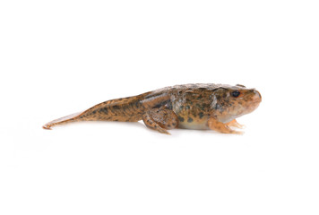 Tadpoles