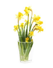 Yellow narcissus flower isolated