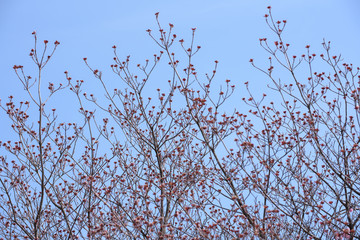 Dry twigs of cherry blossoms tree with blue sky background