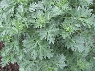 Wermut, Artemisia absinthium