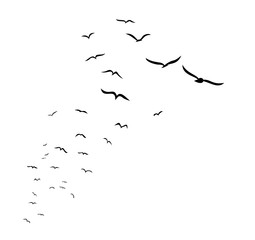 Flock of birds. 