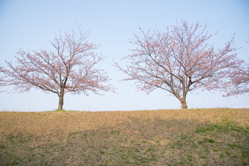 Cherry Blossom tree at Shibata,Niigata