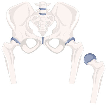 Human hip bones in close up