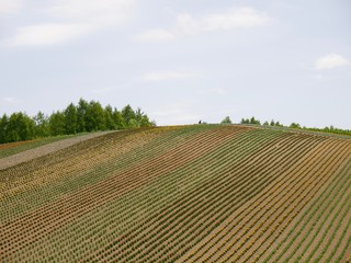 Shikisai no oka,Biei/Hokkaido,Japan