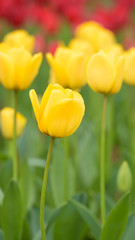 Tulip,Yellow tulips and red tulips in spring season