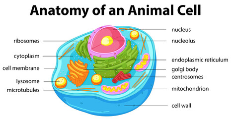 Diagram showing anatomy of animal cell