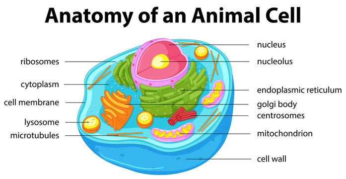 Animal Cell Diagram Images – Browse 32,985 Stock Photos, Vectors, and Video  | Adobe Stock