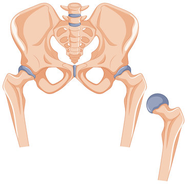 Hip bones in human body