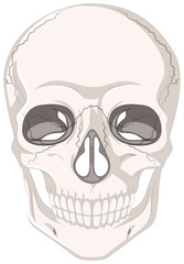 Cracked marks on human skull