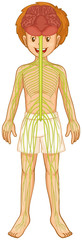 Little boy and nervous system