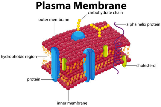 Diagram with plasma membrane