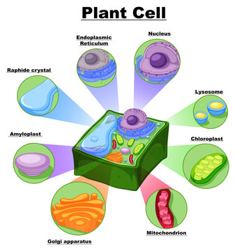 real life plant cell