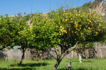 Zitronenbäume