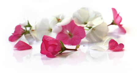 Fototapeta na wymiar white pink geranium perspective, fresh delicate flowers and peta