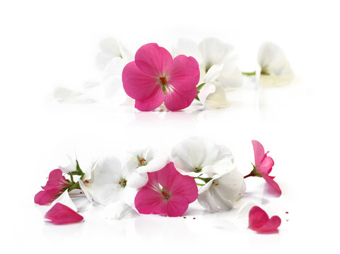 white pink geranium perspective, fresh delicate flowers and peta