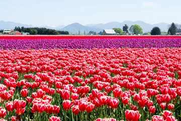 Rolgordijnen Tulip fields during Skagit Valley Tulip Festival - Mount Vernon, Washington state © amenohi
