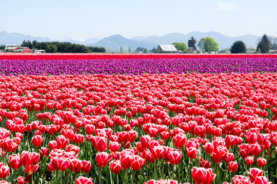 Tulip fields during Skagit Valley Tulip Festival - Mount Vernon, Washington state