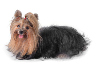 Dog yorkshire terrier isolated on white