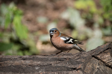 Buchfink auf Baumstamm mit Futter im Schnabel
