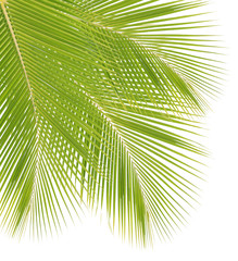 Coconut leaf isolated on white background