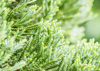 Green leaves of coniferous tree - Araucariaceae.