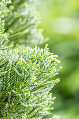 Green leaves of coniferous tree - Araucariaceae.