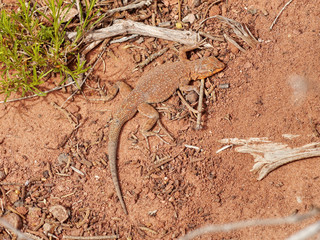 Lizard in the sand in the desert