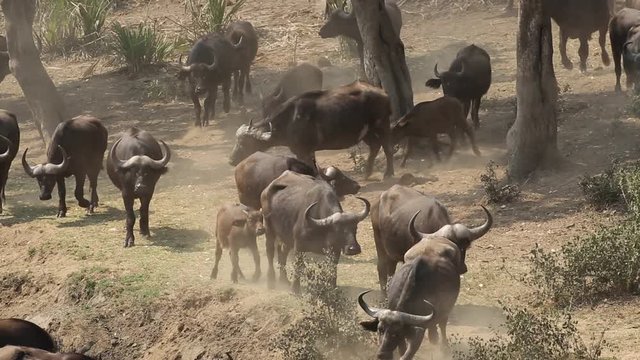 Large herd of African buffaloes (Syncerus caffer) moving through the African bush, Kruger National Park, South Africa