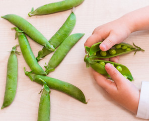 pea pods and children's hands on the table background